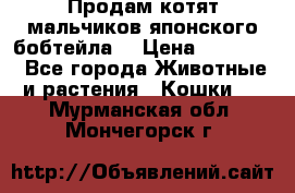 Продам котят мальчиков японского бобтейла. › Цена ­ 30 000 - Все города Животные и растения » Кошки   . Мурманская обл.,Мончегорск г.